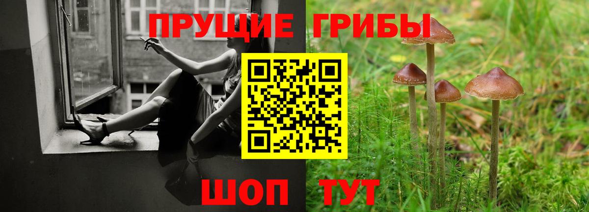 Галлюциногенные грибы Psilocybe Конаково